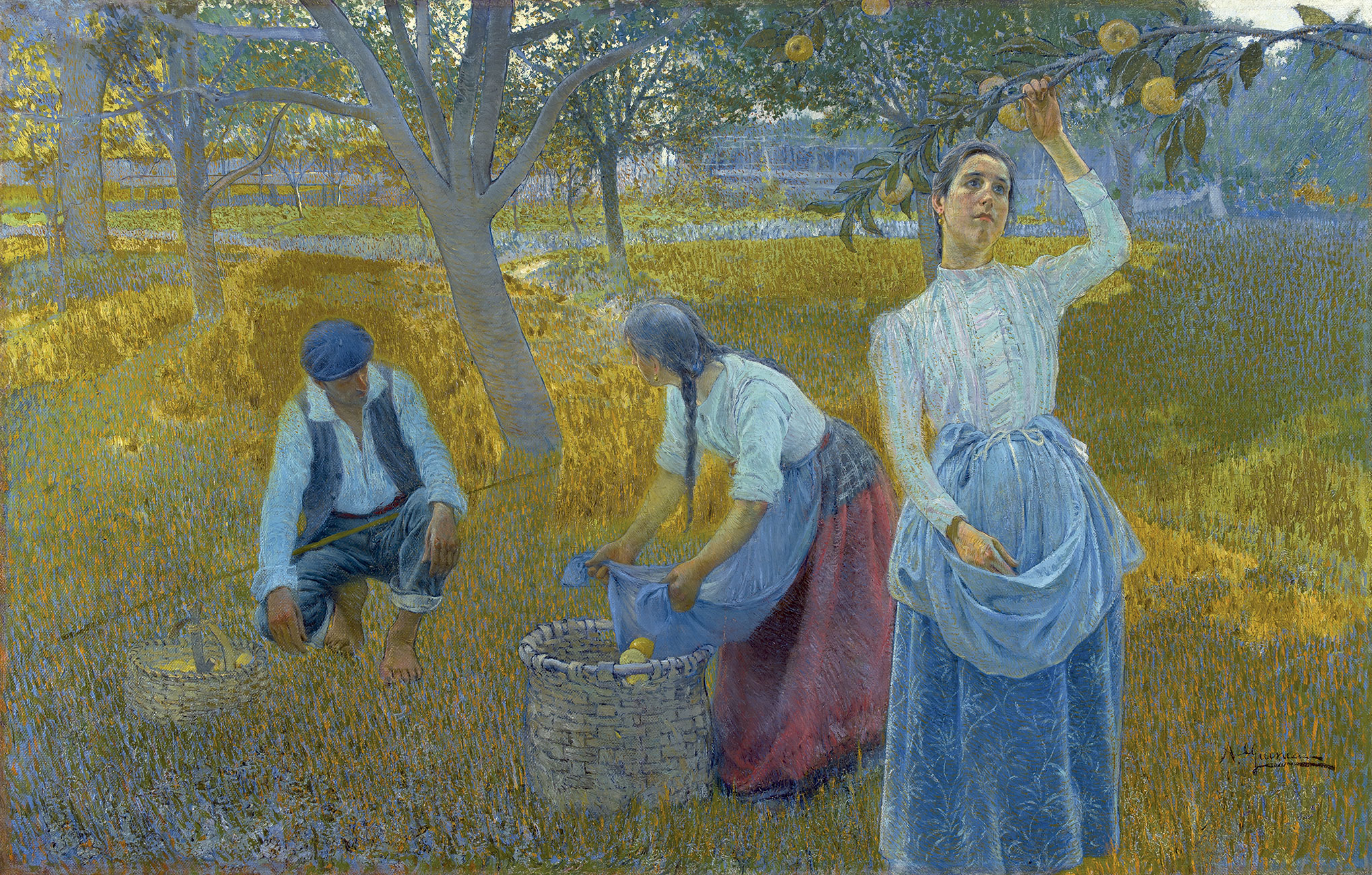 Recolección de la manzana