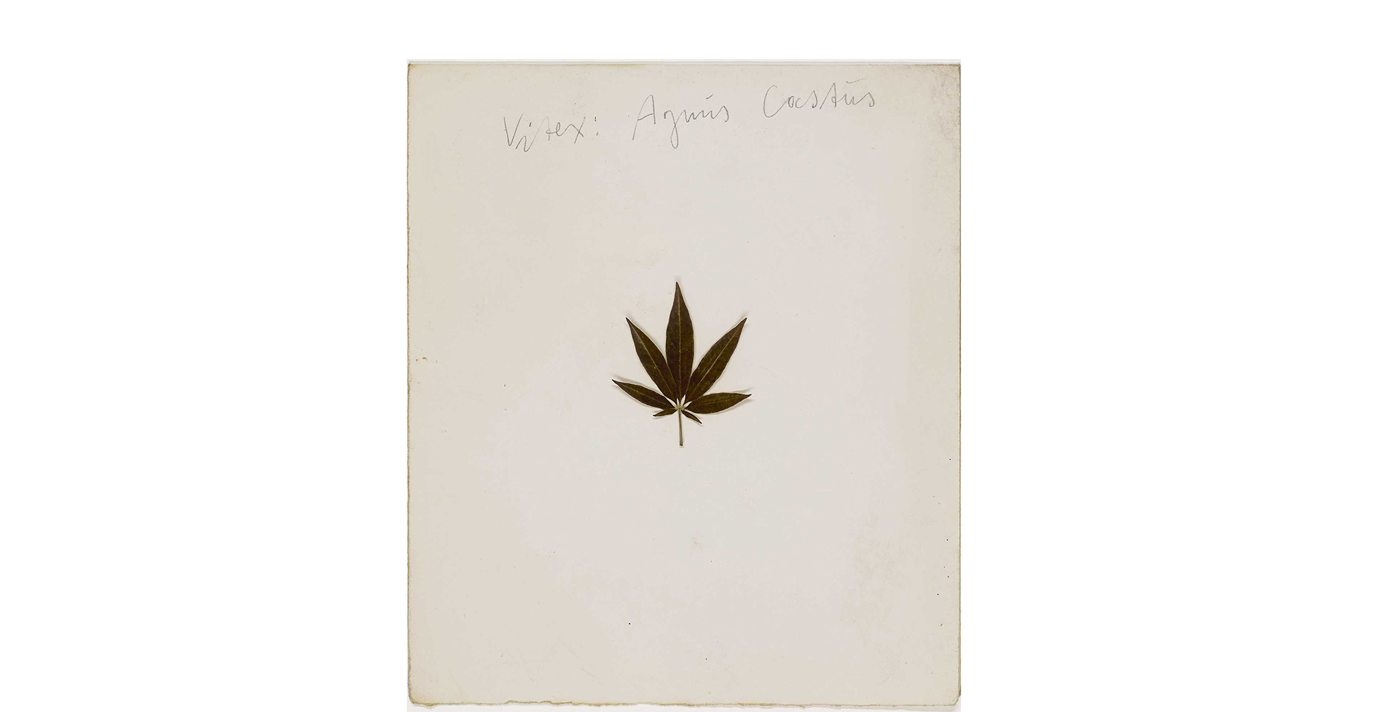 Vitex: Agnus Castus