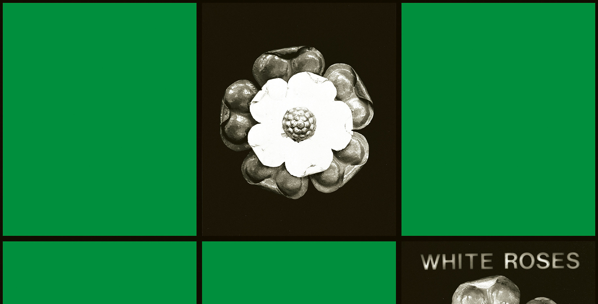 White Roses [Rosas blancas]