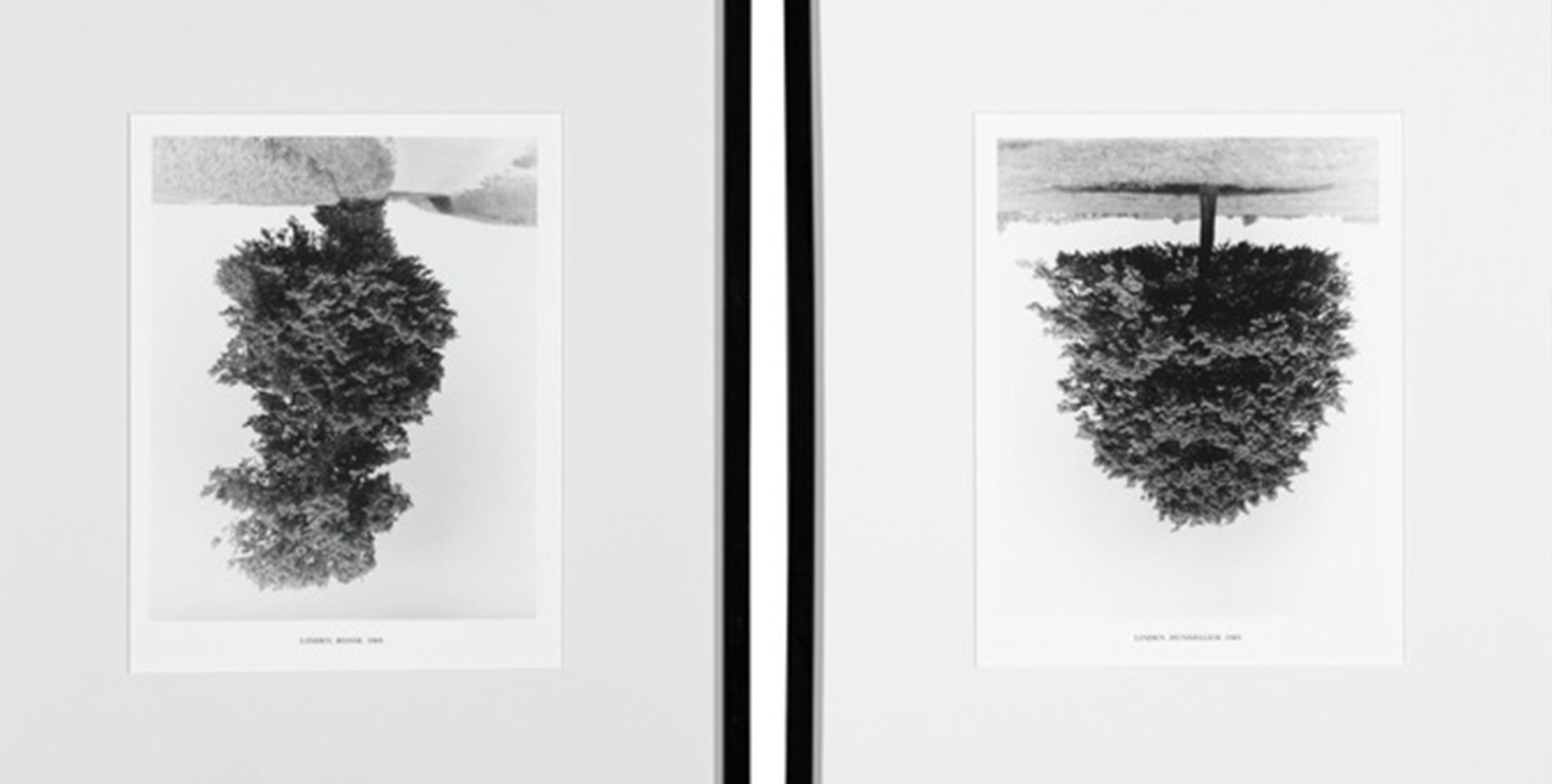 Flanders trees [Árboles de Flandes]