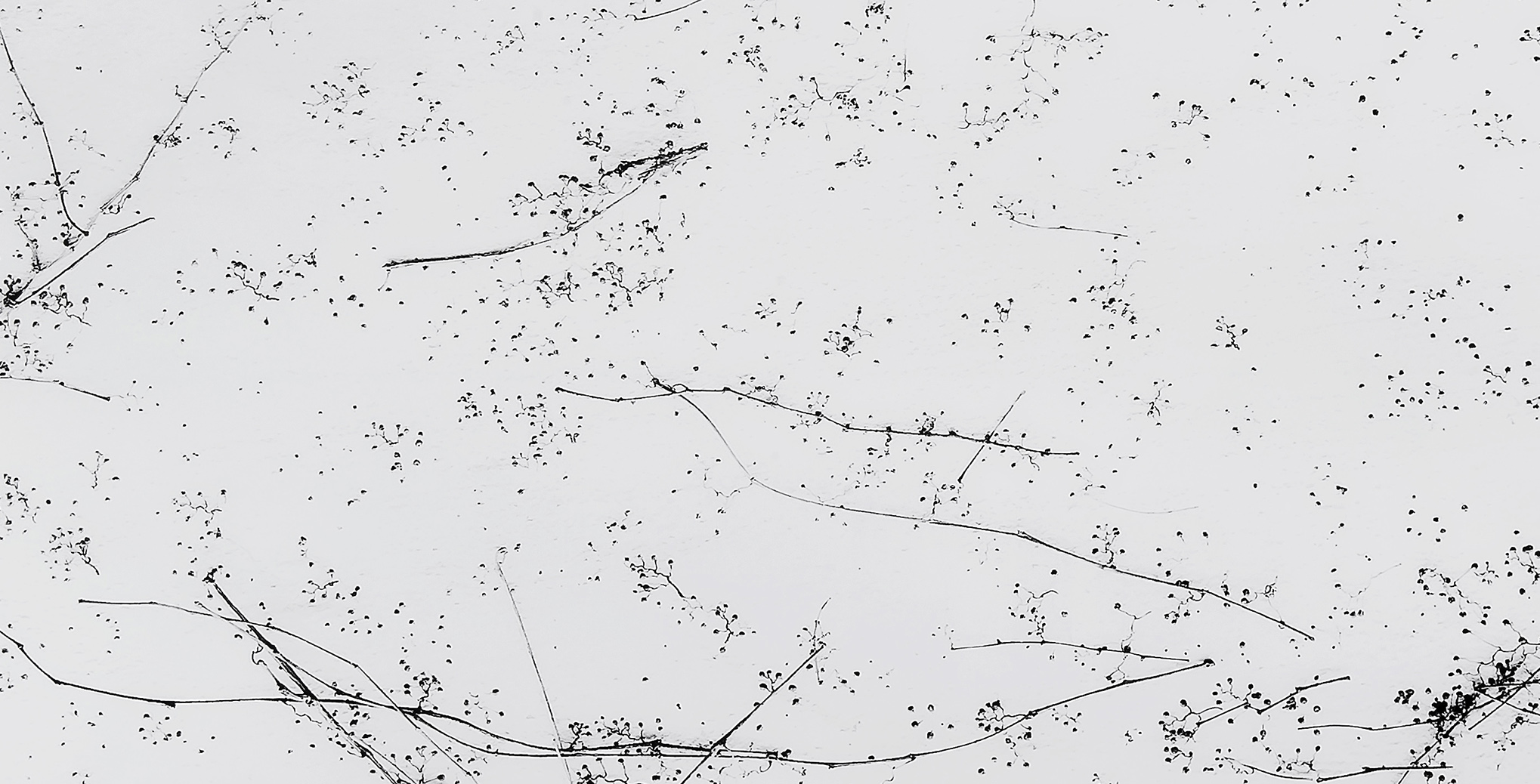 White # 6 [Blanco # 6] 